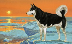 Husky köpek by Angus McBride