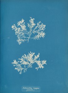 Achnanthes uzun ipleri. parazitik., ca. 1853. by Anna Atkins