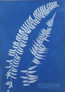 Asplenium Braziliense, G. Amerika
