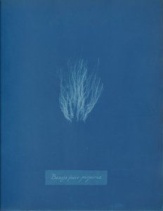 Bangia fusco-purpurea, yak. 1853. by Anna Atkins