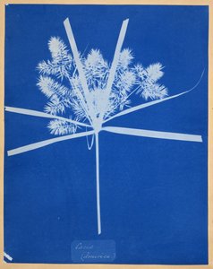 Carix (Amerika) by Anna Atkins