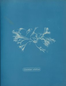 Ceramium ciliatum, yaklaşık 1853 by Anna Atkins