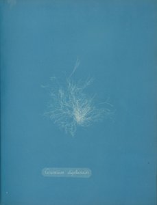 Ceramium diaphanum, yakl. 1853 by Anna Atkins