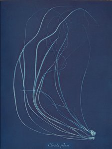 Dize dizisi, ca. 1853 by Anna Atkins