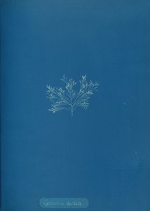 Cystoseira barbata, yak. 1853. by Anna Atkins