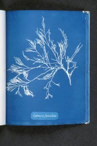 Cystoseira foeniculacea, "İngiliz Alglerinin Fotoğrafları: Cyanotype Impressions"dan, 1843-53