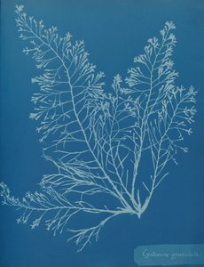 Cystoseira granulata, yak. 1853.