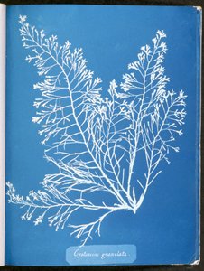 Cystoseira granulata, "Photographs of British Alge: Cyanotype Impressions"dan, 1843-53