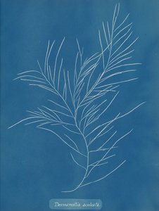 Aculeata desuleata, yaklaşık 1853. by Anna Atkins