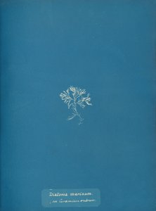 Ceramium kırmızısı üzerinde Diatoma marinum, yakl. 1853 by Anna Atkins
