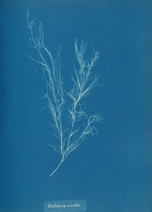 Dikloria viridis, yak. 1853. by Anna Atkins