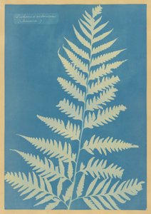 Dichsonia arborescens, Jamaika by Anna Atkins