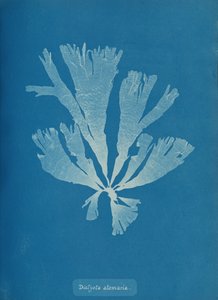 Dictyota atomaria, ca. 1853. by Anna Atkins