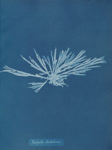 Dictyota ikilemi, ca. 1853. by Anna Atkins