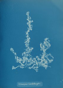 Ectocarpus Landsburghii, yak. 1853. by Anna Atkins