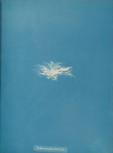 Enteromorpha clathrata, yaklaşık 1853. by Anna Atkins
