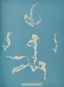 Enteromorpha ramulosa, yaklaşık 1853 by Anna Atkins