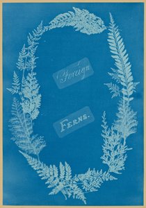 yabancı eğrelti otları by Anna Atkins