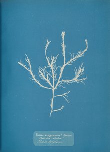 Fucus æruginosus Turner. Med. Sea Sisbon İngiltere