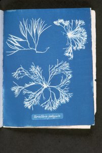 Furcelleria fastigiata, 