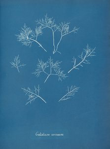 Gelidium cornum, yaklaşık 1853 by Anna Atkins