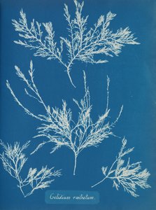 Gelidium rostratum, yak. 1853 by Anna Atkins