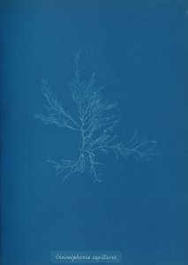 Gloisiphonia kapillaris, yak. 1853 by Anna Atkins