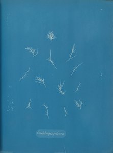 Grateloupia Filicina, yak. 1853. by Anna Atkins