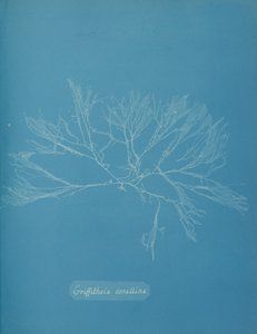 Mercan Griffithsia, yaklaşık. 1853. by Anna Atkins