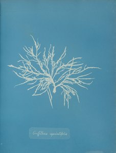 Griffithsia equisetifolia, yaklaşık 1853. by Anna Atkins
