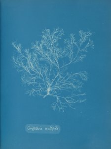 Griffithsia multifida, yaklaşık. 1853. by Anna Atkins