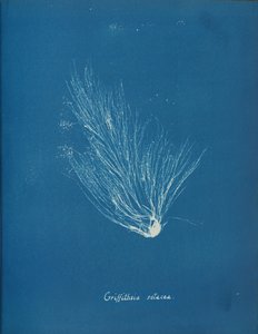 Griffithsia setacea, yakl. 1853. by Anna Atkins