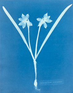Anna Atkins tarafından Leucojam Varium
