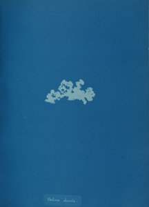 Padina deusta, yak. 1853. by Anna Atkins