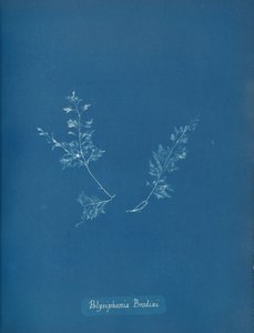 Polysiphonia Brodiæi, yak. 1853 by Anna Atkins