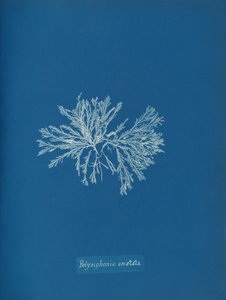 Polysiphonia cristata, yak. 1853. by Anna Atkins