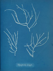 Polysiphonia elongata, yaklaşık 1853 by Anna Atkins