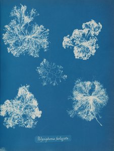 Polysiphonia fastigiata, yak. 1853 by Anna Atkins