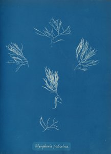 Polysiphonia fruticulosa, yak. 1853. by Anna Atkins