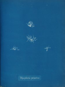 Polysiphonia parasitica, yaklaşık 1853. by Anna Atkins