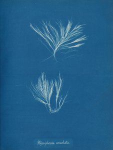 Polysiphonia urceolata, yak. 1853. by Anna Atkins