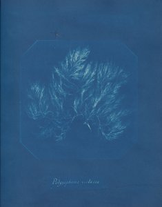 Polysiphonia violacea, yakl. 1853. by Anna Atkins