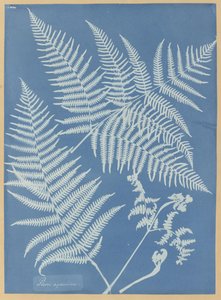  by Anna Atkins