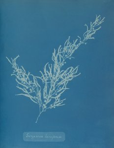 Sargassum bacciferum, yaklaşık 1853. by Anna Atkins