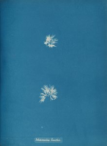 Schizonema Smithii, yak. 1853. by Anna Atkins