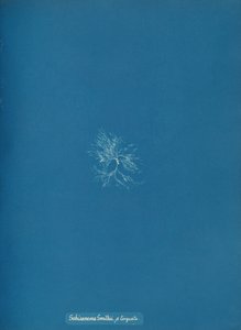 Schizonema Smithii, ß torkata, yak. 1853. by Anna Atkins