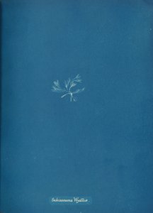 Schizonema Wyattiæ, yak. 1853 by Anna Atkins