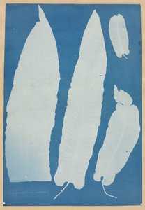 Scolopendrium Vulgare, 1852-1854. by Anna Atkins