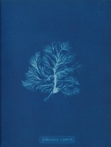 Sphacelaria scoparia, yak. 1853. by Anna Atkins