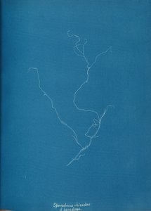 Sporochnius rizodları ß paracloxa, ca. 1853 by Anna Atkins